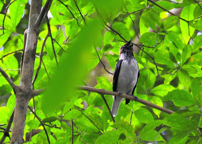 Bird Sanctuary