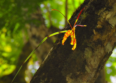 Orchid