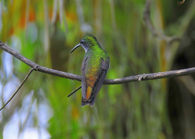 Bird Sanctuary