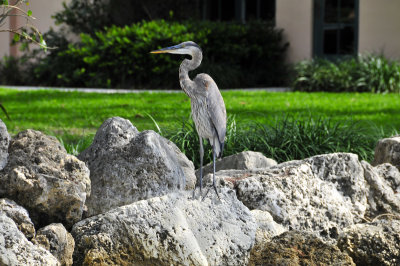 Blue Heron