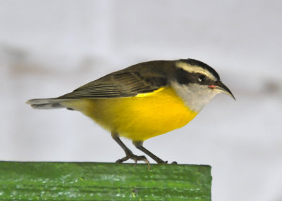 Ilha Bela
