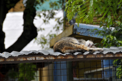 Cat on a hot tin roof