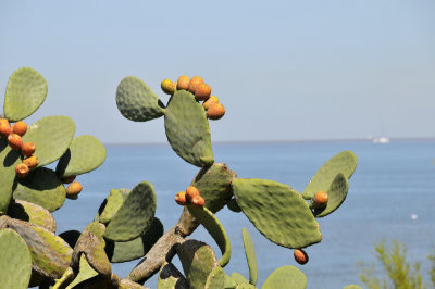 Cactus in bloom
