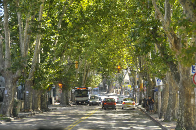 Sycamore lined streets