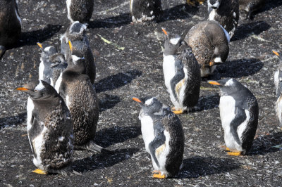 Penguins