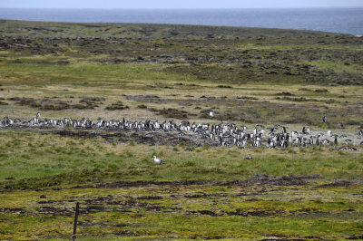 Penguin colony