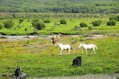Wild horses