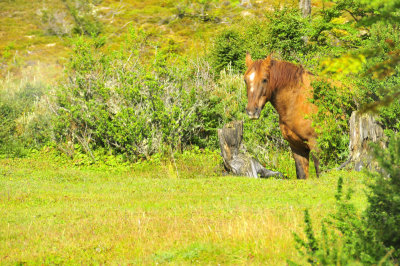 Wild horses