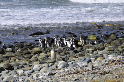 Magellenic Penguins