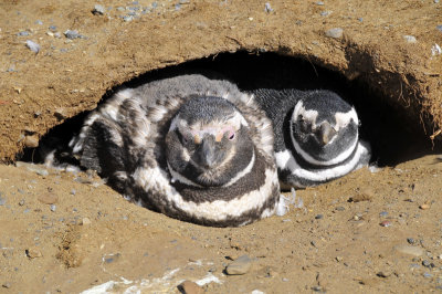 Magellenic Penguins