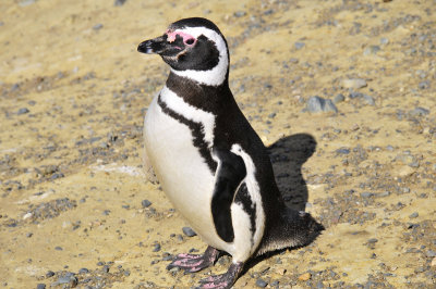 Magellenic Penguins
