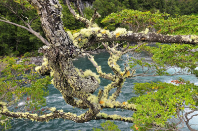Lichens