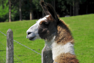 Lama