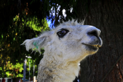 Lama