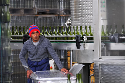 Winery worker