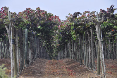 Vinyards