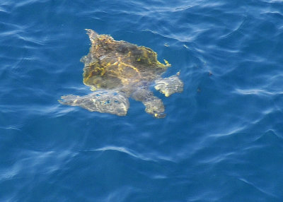 Sea Turtle