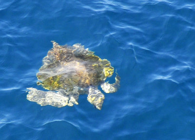 Sea Turtle