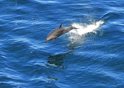 Porpoise