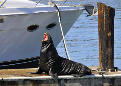 Sea Lion - Pier 39
