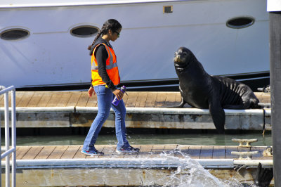 Sea Lion Pier 39