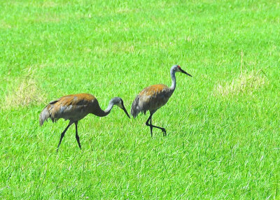 Sandhill Cranes Tobermory Ontario
