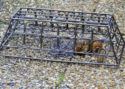 Chipmunk feeder