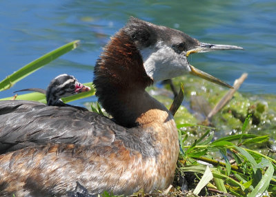 Red Necked Grebe and baby