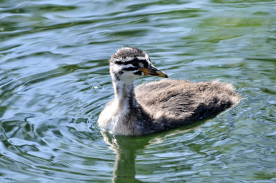 Red Necked Grebe 