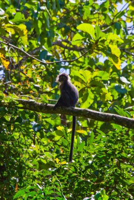Black Monkey, Pangandaran, Java (Indonesia)