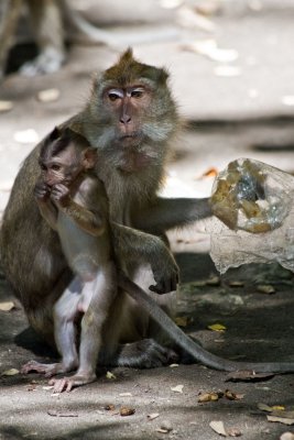 Macaques, Pangandaran