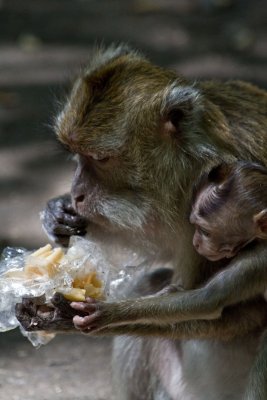 Macaques, Pangandaran, Java (Indonesia)
