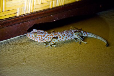Gecko, Pemuteran