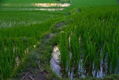 Sundown in the Rice Paddies, Ubud