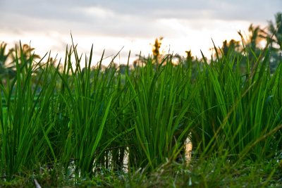 Sundown in the Rice Paddies, Ubud