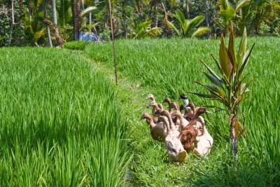 Rice Paddies, Ubud