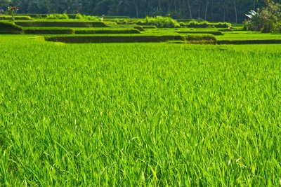Rice Paddies, Ubud