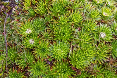 El Cajas National Park