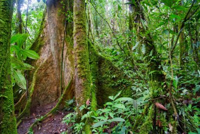 Amazon Jungle, Rio Napo