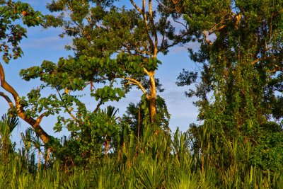 Amazon Jungle, Rio Napo