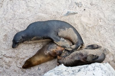 Seal, San Cristobal