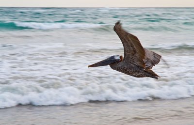 Pelican, Isla Isabella