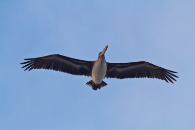 Pelican, Isla Isabella