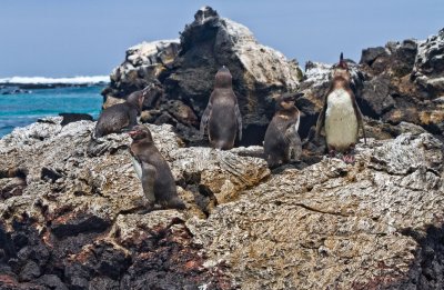 Penguins at Los Tunelles, Isla Isabella