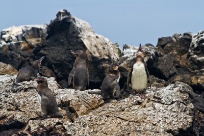 Penguins at Los Tunelles, Isla Isabella