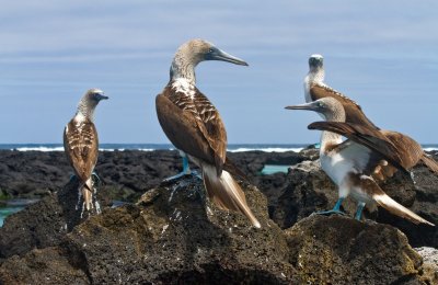 Blue Footed Boobies at Los Tunelles, Isla Isabella