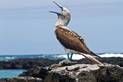 Blue Footed Boobie at Los Tunelles, Isla Isabella