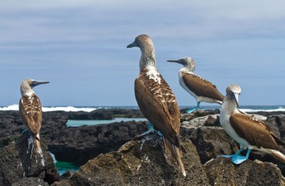 Blue Footed Boobies at Los Tunelles, Isla Isabella