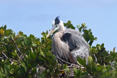 Heron at Los Tunelles, Isla Isabella