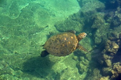 Sea Turtle at Los Tunelles, Isla Isabella